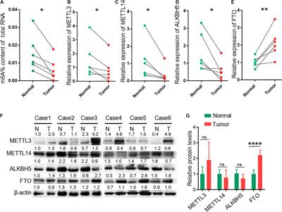 N6-Methyladenosine-Regulated mRNAs: Potential Prognostic Biomarkers for Patients With Lung Adenocarcinoma